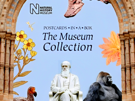 Natural Museum Collection: Museum Collection Postcads In A Box Online Sale